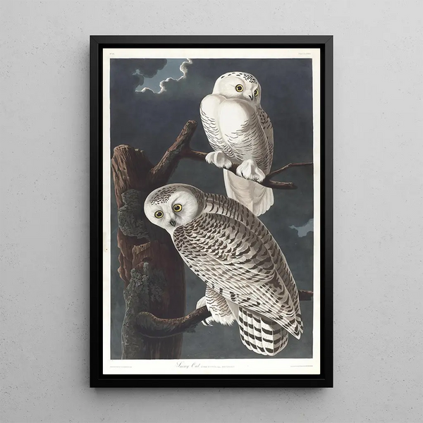 Harfang des neiges - John James Audubon — framed artwork on a wall