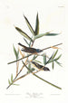 Moucherolle solitaire ou viréo - John James Audubon — artwork view