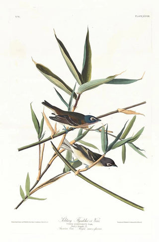 Moucherolle solitaire ou viréo - John James Audubon — artwork view