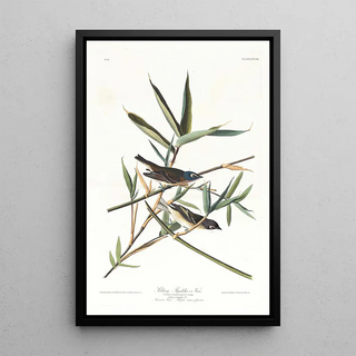 Moucherolle solitaire ou viréo - John James Audubon — framed artwork on a wall