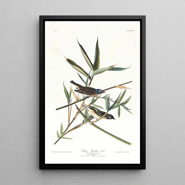 Moucherolle solitaire ou viréo - John James Audubon — framed artwork on a wall