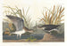Knight solitaire - John James Audubon — artwork view