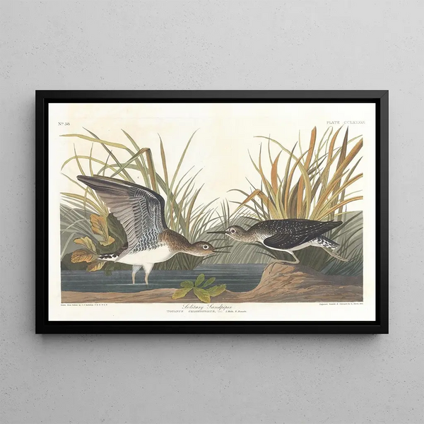 Knight solitaire - John James Audubon — framed artwork on a wall
