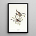 Bruant chanteur - John James Audubon — framed artwork on a wall