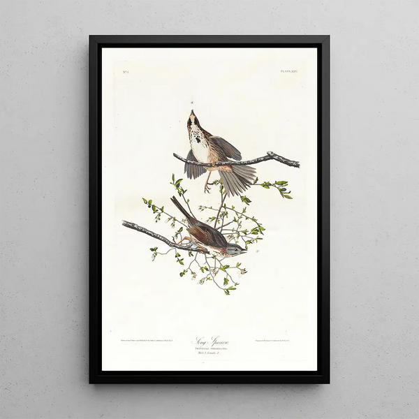 Bruant chanteur - John James Audubon — framed artwork on a wall