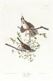 Bruant chanteur - John James Audubon — artwork view