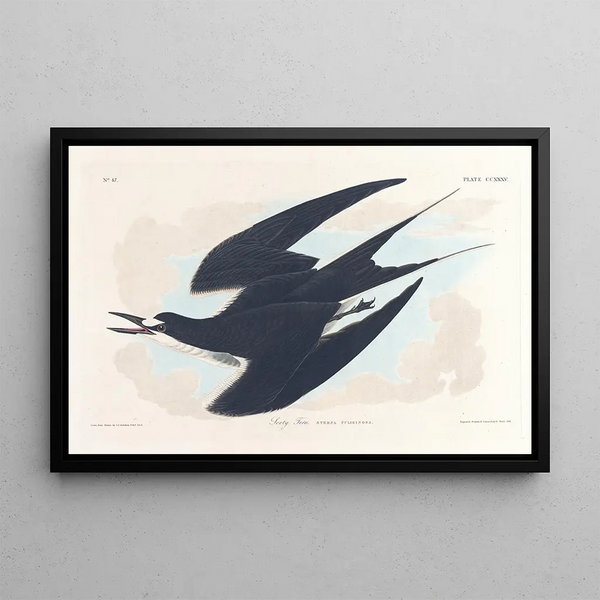 Sterne fuligineuse - John James Audubon — framed artwork on a wall