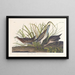 Virginia Rail - John James Audubon — framed artwork on a wall