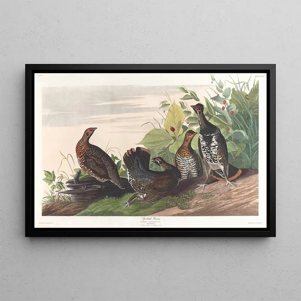Titled: Spotted Grouse - John James Audubon — framed artwork on a wall
