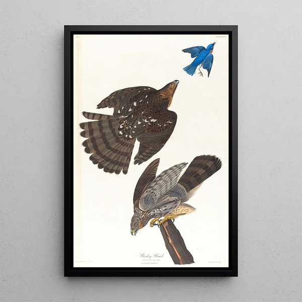 Faucon de Stanley - John James Audubon — framed artwork on a wall