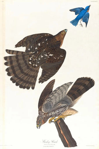 Faucon de Stanley - John James Audubon — artwork view