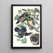 Summer Duck or Curled-buff Duck - John James Audubon — framed artwork on a wall