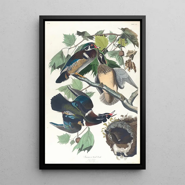 Summer Duck or Curled-buff Duck - John James Audubon — framed artwork on a wall