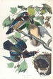 Summer Duck or Curled-buff Duck - John James Audubon — artwork view