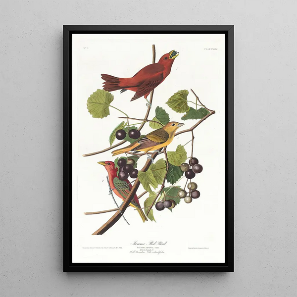 Summer Tangara - John James Audubon — framed artwork on a wall