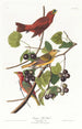Summer Tangara - John James Audubon — artwork view