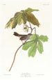 Marsh Bunting - John James Audubon — artwork view