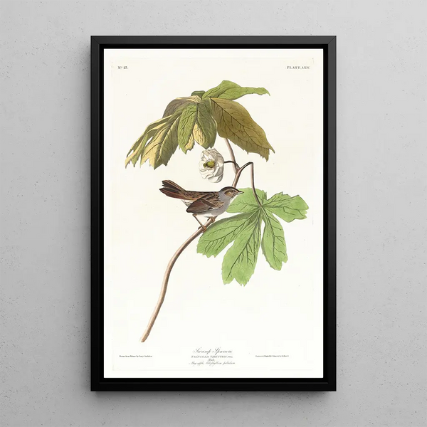 Marsh Bunting - John James Audubon — framed artwork on a wall