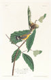 Paruline de Swainson - John James Audubon — artwork view