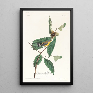 Paruline de Swainson - John James Audubon — framed artwork on a wall