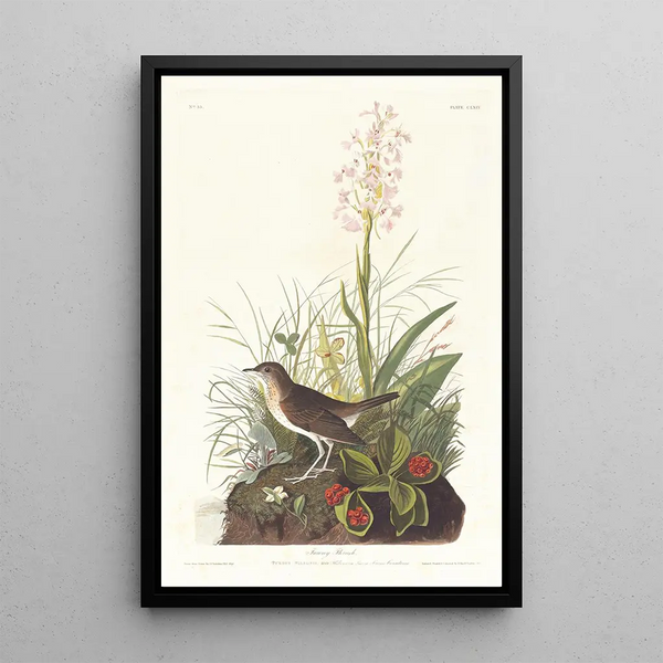 Brown Thrasher - John James Audubon — framed artwork on a wall