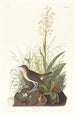 Brown Thrasher - John James Audubon — artwork view