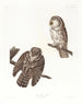 Owl of Tengmalm - John James Audubon — artwork view