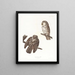 Owl of Tengmalm - John James Audubon — framed artwork on a wall