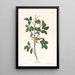 Tennessee Warbler Painting - John James Audubon — framed artwork on a wall