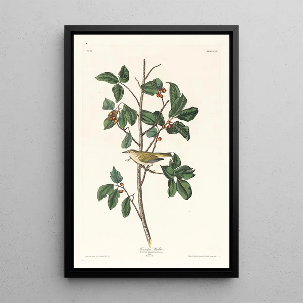 Tennessee Warbler Painting - John James Audubon — framed artwork on a wall