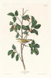 Tennessee Warbler Painting - John James Audubon — artwork view