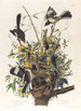 The Mockingbird - John James Audubon — artwork view