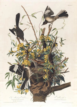 The Mockingbird - John James Audubon — artwork view