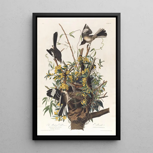 The Mockingbird - John James Audubon — framed artwork on a wall