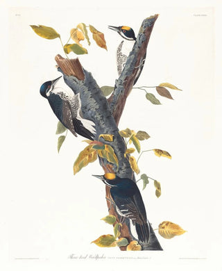 John James Audubon - Threetoed woodpecker.webp