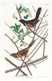 Bruant à gorge rousse - John James Audubon — artwork view