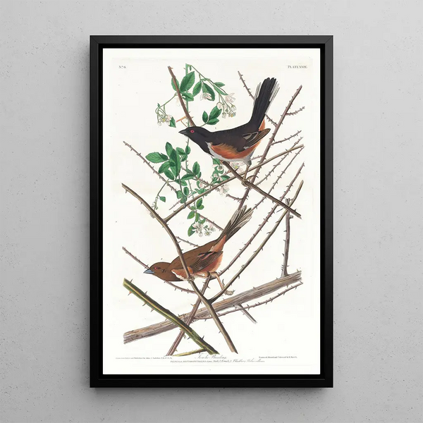 Bruant à gorge rousse - John James Audubon — framed artwork on a wall