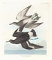 Bécasseau de Townsend - John James Audubon — artwork view