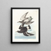Bécasseau de Townsend - John James Audubon — framed artwork on a wall