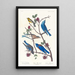 Townsend's Warbler, Arctic Bluebird, Western Bluebird - John James Audubon — framed artwork on a wall