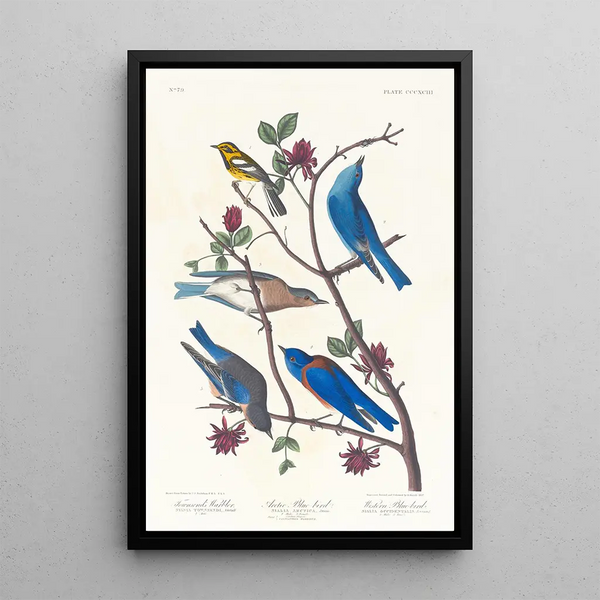 Townsend's Warbler, Arctic Bluebird, Western Bluebird - John James Audubon — framed artwork on a wall