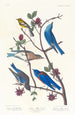 Townsend's Warbler, Arctic Bluebird, Western Bluebird - John James Audubon — artwork view