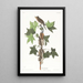 Moucherolle de Traill - John James Audubon — framed artwork on a wall