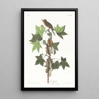 Moucherolle de Traill - John James Audubon — framed artwork on a wall