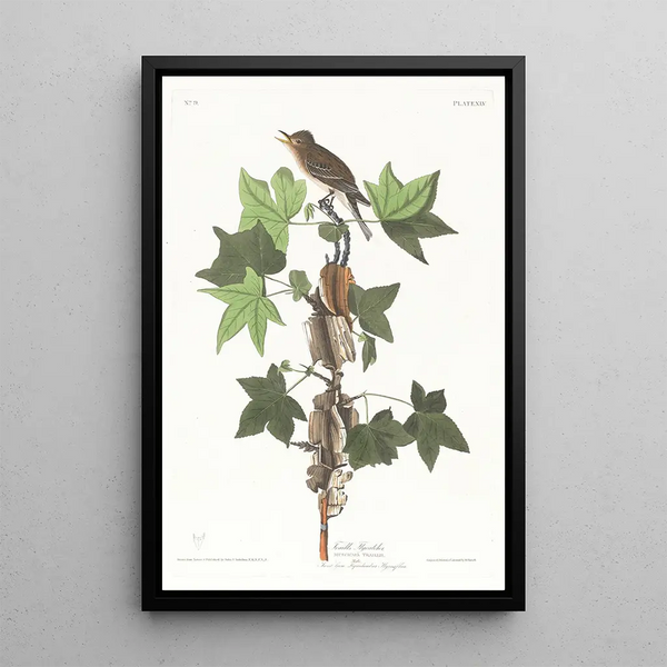 Moucherolle de Traill - John James Audubon — framed artwork on a wall