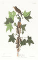 Moucherolle de Traill - John James Audubon — artwork view