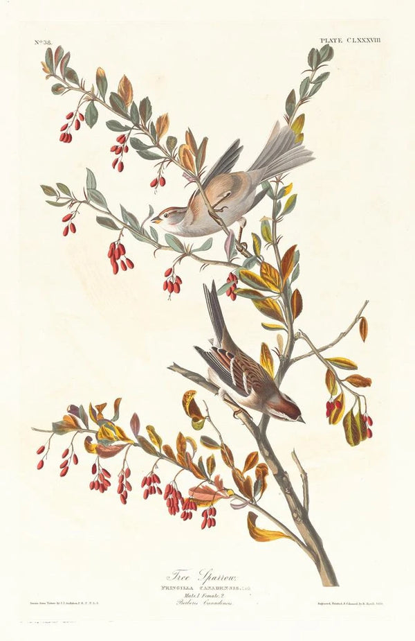 Reproduction of the painting Bruant des arbres - John James Audubon