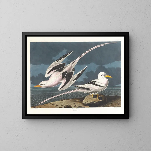 Tropical Bird Painting - John James Audubon — framed artwork on a wall