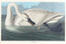 Swan trumpet - John James Audubon — artwork view