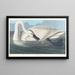 Swan trumpet - John James Audubon — framed artwork on a wall